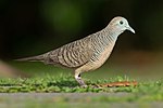 Geopelia striata 1 hosil - Xitoy Garden.jpg