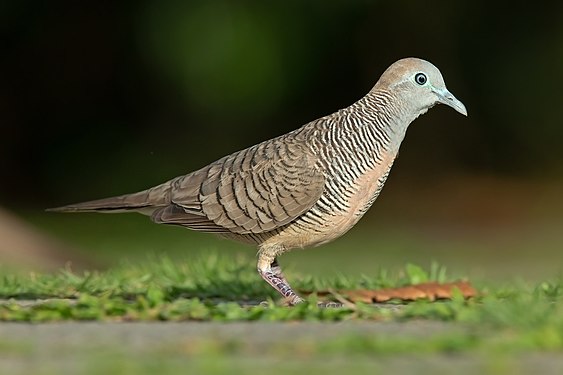 Zebra dove (Geopelia striata)