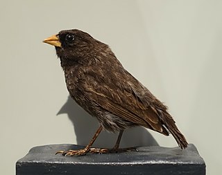 <span class="mw-page-title-main">Sharp-beaked ground finch</span> Species of bird
