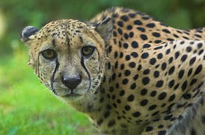 Acinonyx Jubatus: Etimologia, Caratteristiche principali, Descrizione