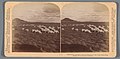 Gezicht op veld met grazende schapen nabij Noupoort, Zuid-Afrika Goats grazing on the barren Veldt near Naauwpoort, Cape colony, South Africa (titel op object), RP-F-F08912.jpg