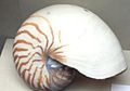 Gfp-pearl-nautilus-shell.jpg