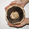 Giant mushroom underside.jpg
