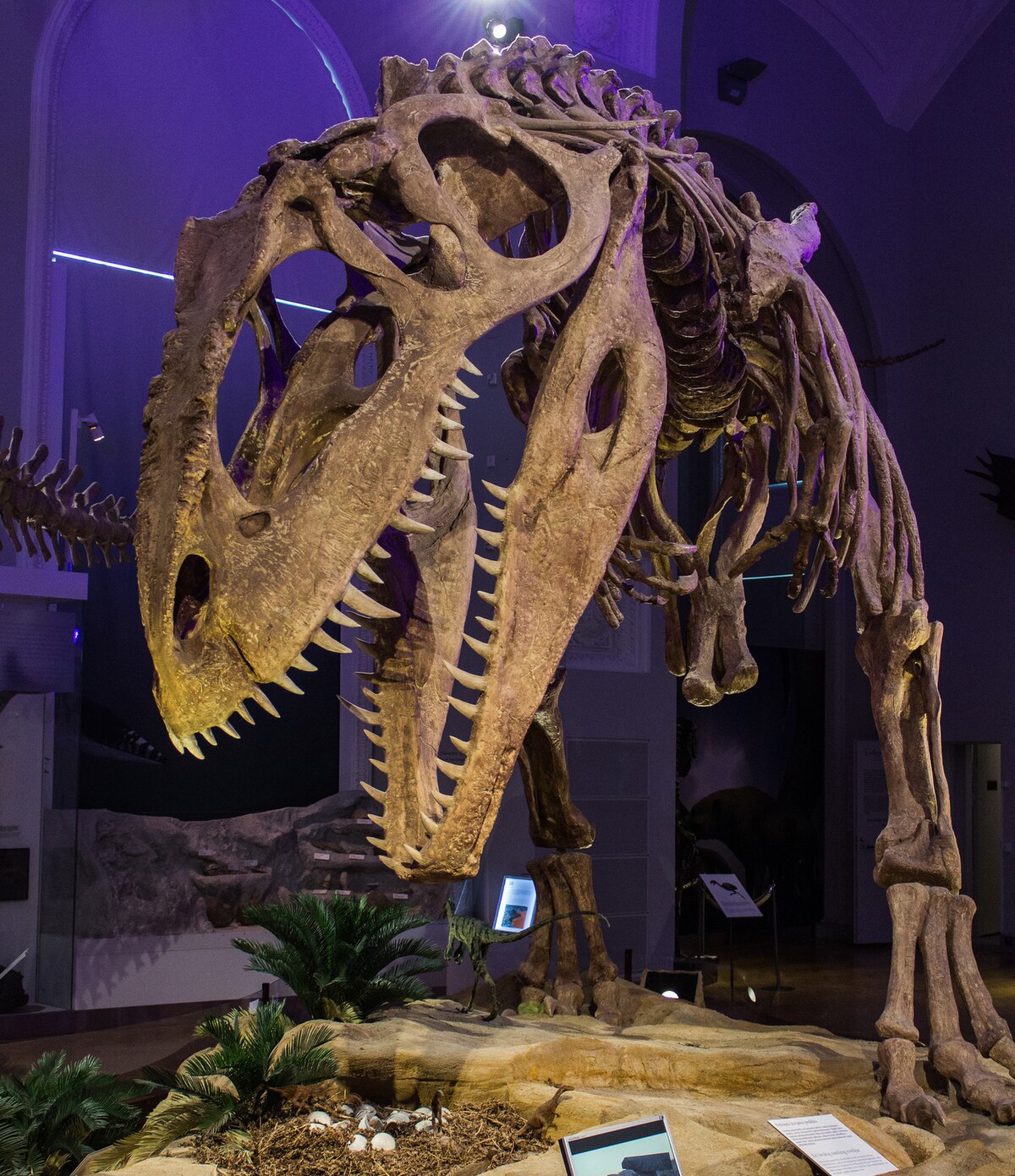 Giganotosaurus carolinii - Wikipedia, la enciclopedia libre