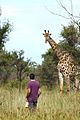 Giraffen mitten im Marloth Park