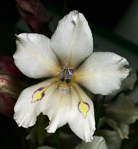 Gladiolus_rudis