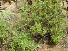 Globularia salicina (Puntallana) 06 ies.jpg