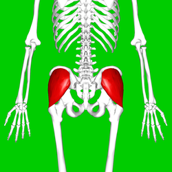 Gluteus medius muscle08.png