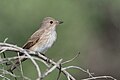 * Nomeação Spotted flycatcher (Muscicapa striata) at Ichkeul national park.I, the copyright holder of this work, hereby publish it under the following license:This image was uploaded as part of Wiki Loves Earth 2024. --El Golli Mohamed 22:15, 30 May 2024 (UTC) * Promoção  Support Good quality. --Nacaru 23:55, 30 May 2024 (UTC)