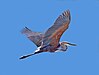 Goliath Heron RWD4.jpg