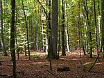 Gramschatzer Wald mit seiner typischen Laubwald-Prägung Foto 2007 Wolfgang Pehlemann Wiesbaden DSCN3168.jpg