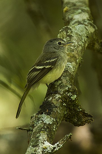 Lathrotriccus griseipectus