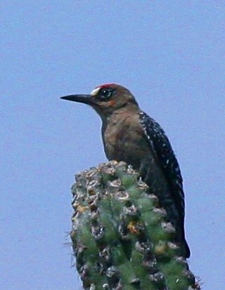 <span class="mw-page-title-main">Grey-breasted woodpecker</span> Species of bird