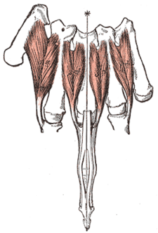 musculi interossei dorsales