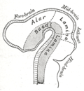 Thumbnail for Basal plate (neural tube)