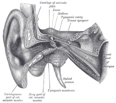 Coronal section of right ear, showing auditory tube and levator veli palatini muscle