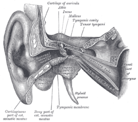 Строение уха | Статьи МЦ «Диагностика