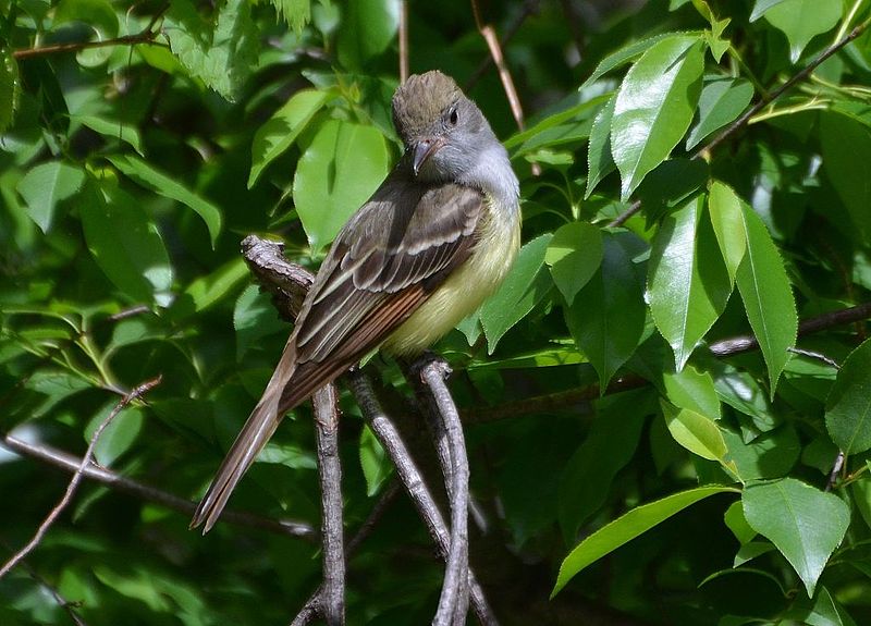 File:Great Crested Flycatcher (14086483684).jpg