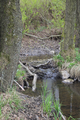 English: Rothenbach (stream), part of Site of Community Importance "Vogelsbergteiche und Luederaue bei Grebenhain" north of Rothenbachteich, Bermuthshain, Grebenhain, Hesse, Germany This is a picture of the protected area listed at WDPA under the ID 555520894