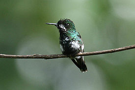 Зелёный колючехвостый колибри