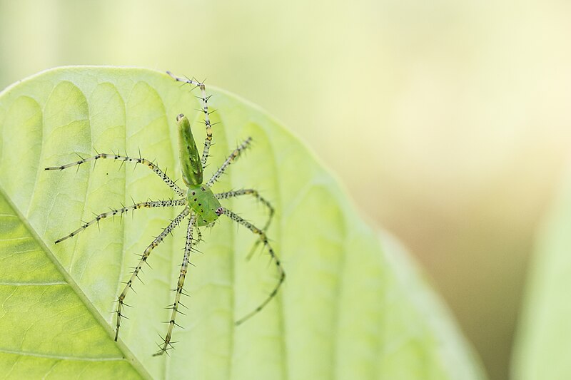 File:Green lynx spider (Peucetia viridans) (42475204960).jpg