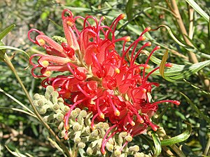 Grevillea