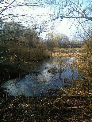 Großedlinger pond in March.jpg