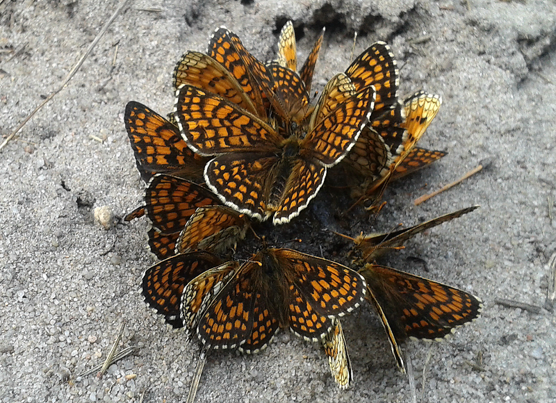 File:Group of Melitaea athalia near Warka, Poland.PNG