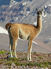 File:A Quechua girl and her Llama.jpg - Wikipedia