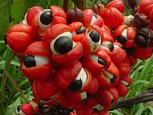 Guarana - Wikipedia