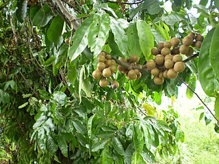 <i>Guarea guidonia</i> Species of plant