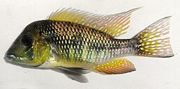 Gymnogeophagus peliochelynion