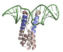 HIV-1 REV-RRE ribonucleoprotein complex.png