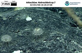 Habrocidaris sp.