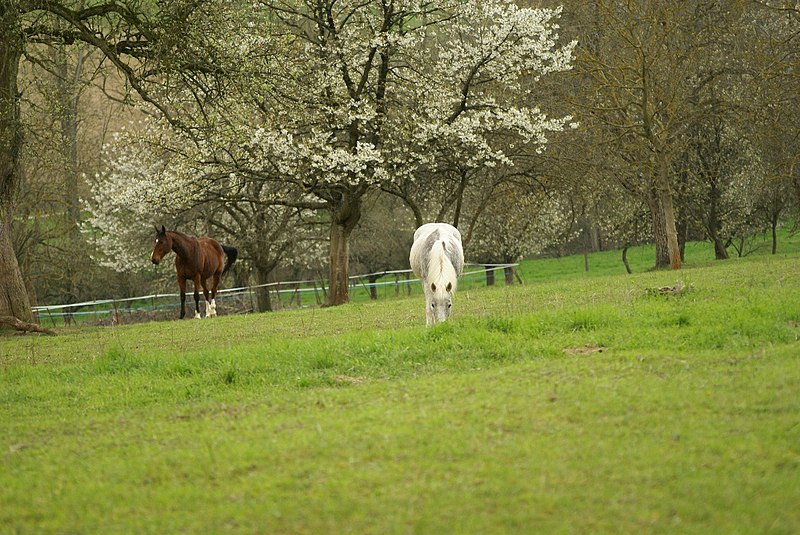 File:Habsheim printemps 2010 - panoramio - Hderixh.jpg