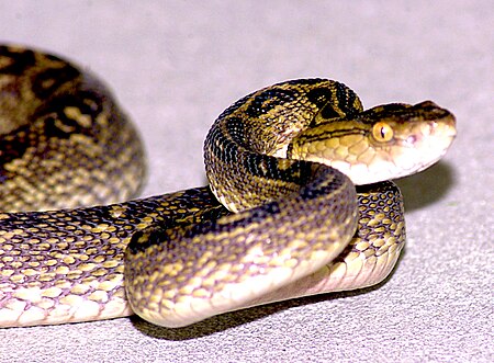 Trimeresurus flavoviridis