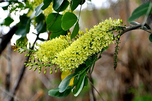 Haematoxylum campechianum (Campêche)