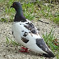 Half white common pigeon on the ground.jpg