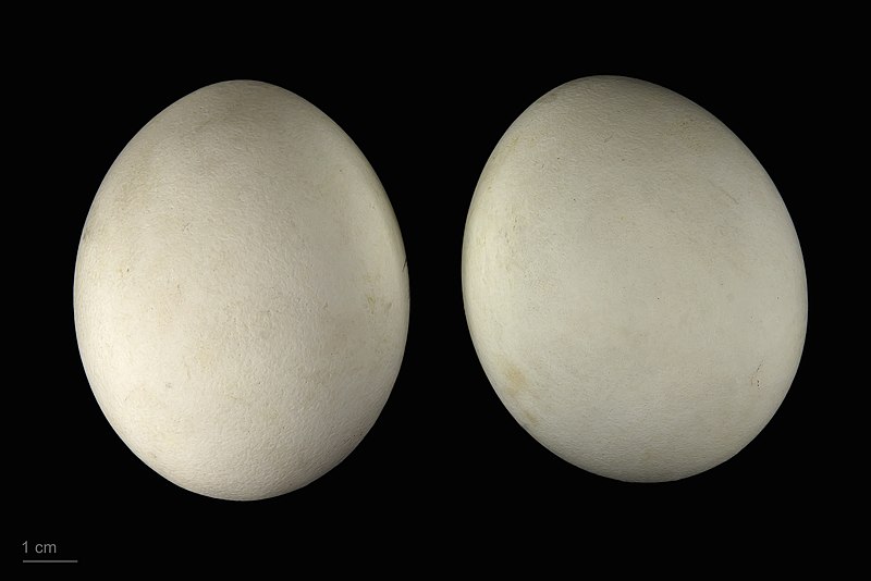 File:Haliaeetus leucocephalus MHNT.ZOO.2010.11.96.5.jpg