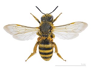 Halictidae