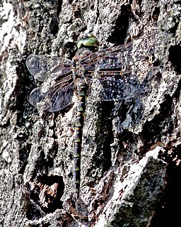 <i>Gomphaeschna furcillata</i> Species of dragonfly