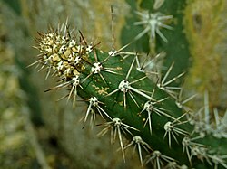 Harrisia tortuosa 2019-12-13 6504.jpg