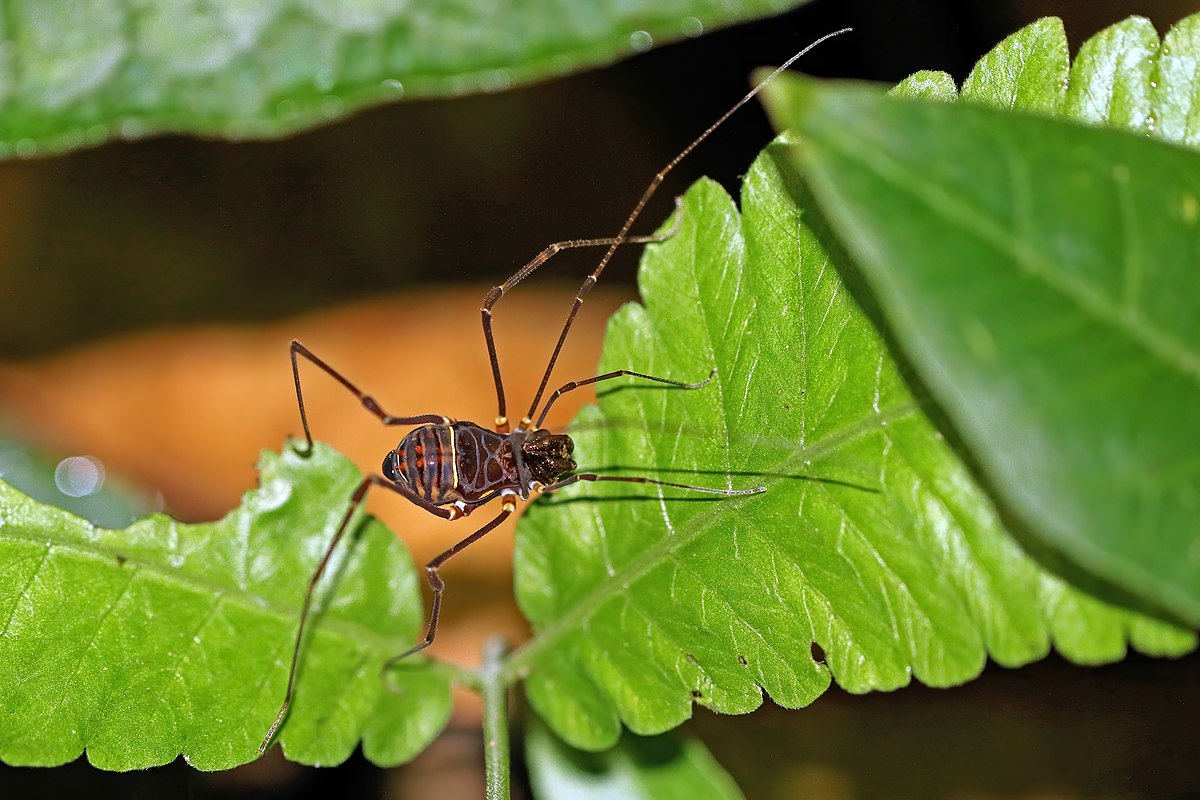 Superfamily Gonyleptoidea · iNaturalist