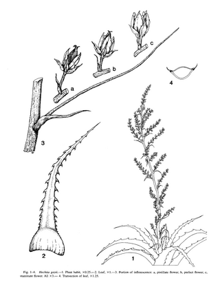 <i>Hechtia gayorum</i> Species of flowering plant