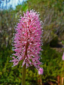 Helonias bullata Inflorescence