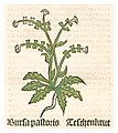 Herbarius Moguntinus 1484