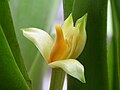 Maxillaria crassifolia