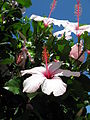 Hibiscus (8).jpg
