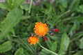 Orangerotes Habichtskraut, Hieracium aurantiacum