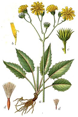 Mets-hunditubakas (Hieracium murorum )